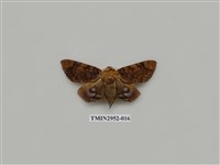 藏品(夜蛾319)的圖片